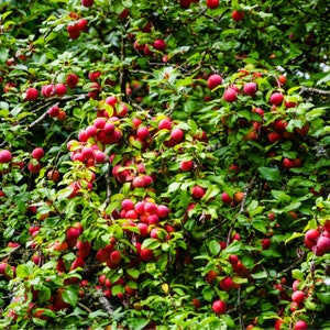 May include: A close-up of a tree branch laden with ripe red plums. The plums are clustered together, creating a vibrant display of color against the green foliage.