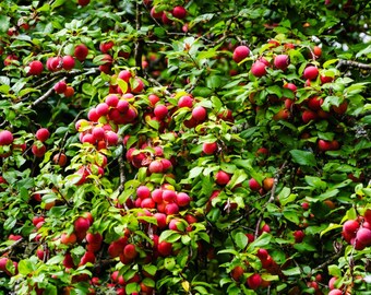 PRE-SALE will ship mid October 2 American plum trees self pollinating 1-2ft  tall now live trees