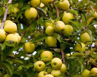 2 golden delicious apple trees 2-3ft tall live trees produces abundance of fruit