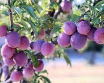 Santa Rosa plum tree self pollinating 4ft tall now live tree