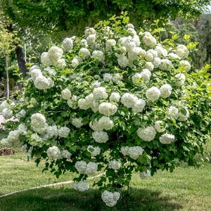 May include: A white flowering bush with small, white flowers in full bloom. The bush is surrounded by green grass and a few trees in the background.