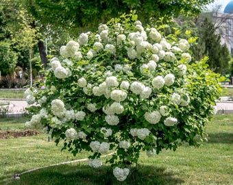 Reeves Spirea - Bridal Wreath Spirea - Summer White Flowers - Live