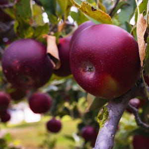 May include: Close-up of ripe, deep red apples hanging from a tree branch. The apples have a slight yellow blush and are surrounded by green leaves and a blurred background. The image captures the freshness of the fruit.