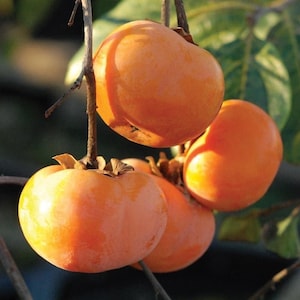 May include: Four ripe orange persimmons hanging from a branch. The persimmons are smooth and round with a slight sheen.