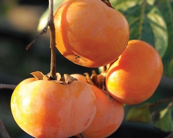 PRE-SALE shipping mid October 1 American persimmon tree 1-2ft tall now live tree