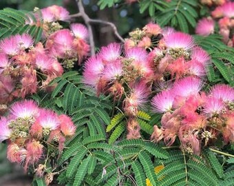 2 mimosa trees, fragrant pink flower silk trees beautiful adds beauty to landscape 18-24 inches tall