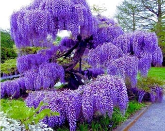 15 purple Japanese wisteria SEEDS ready to plant now