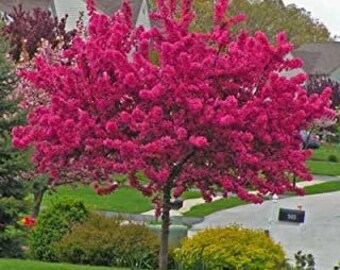 4 prairifire crabapple trees 2ft tall now live trees