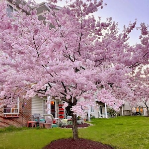 Yoshino cherry tree, beautiful fragrant flowering tree 2ft tall now