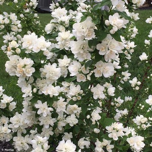 May include: A lush bush overflowing with clusters of white, double-petaled flowers. The blossoms are densely packed, creating a full, textured appearance. Dark green leaves provide a contrasting backdrop to the bright blooms. The plant is in a garden setting.