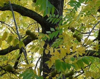 2 Black walnut trees 2ft tall now self fertile.