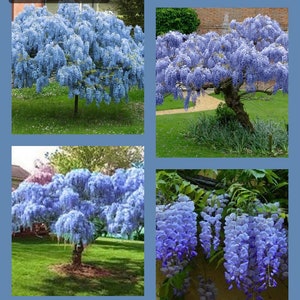 2 blue wisteria , beautiful addition to any landscape 6-12 inches tall live trees