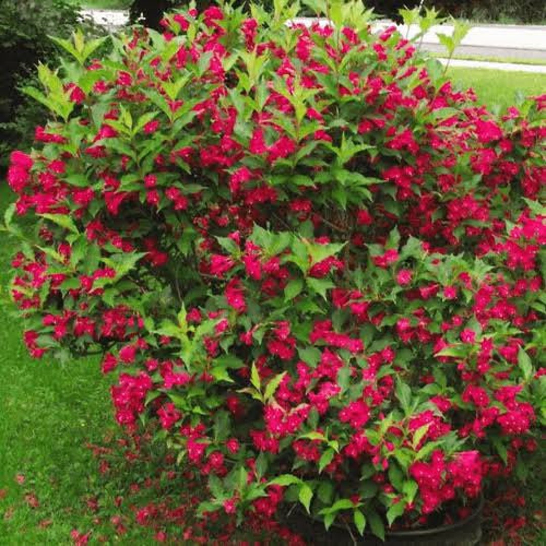 2 Red Weigela Shrubs 2ft Tall Now Beautiful Blooms Etsy