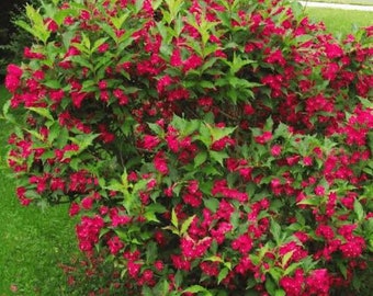 2 red weigela shrubs 2ft tall now beautiful blooms