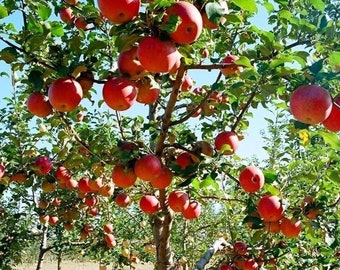 2 fuji apple trees 2-3 ft tall now live trees