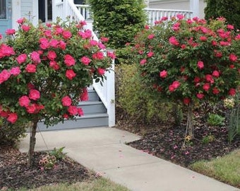 2 Red rose of Sharon (Althea trees) 1-2ft tall now