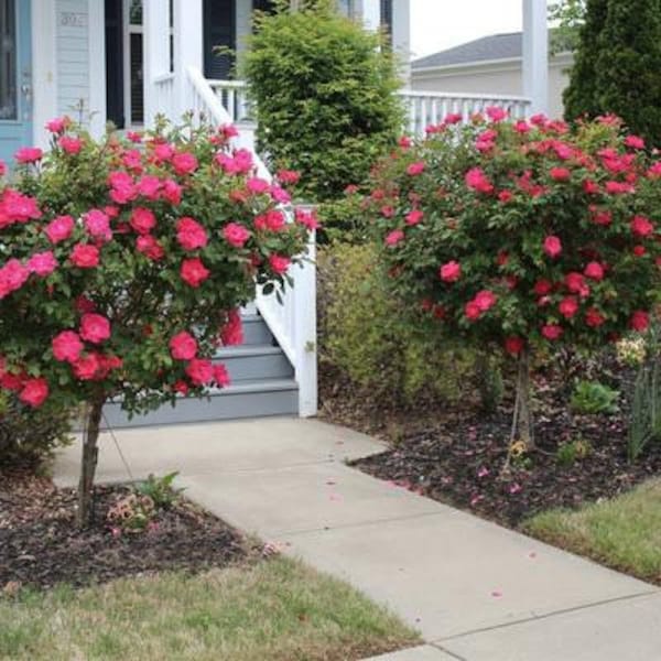 2 Red rose of Sharon (Althea trees) 1-2ft tall now