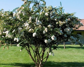 PRE-SALE will ship mid October 2 White crape myrtle tree 2ft tall now