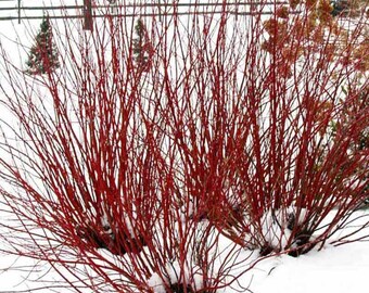 4 Red twig dogwood shrubs 2ft tall now