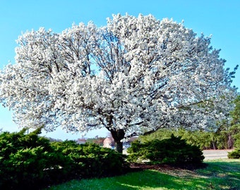 2 white dogwood trees 2ft tall now