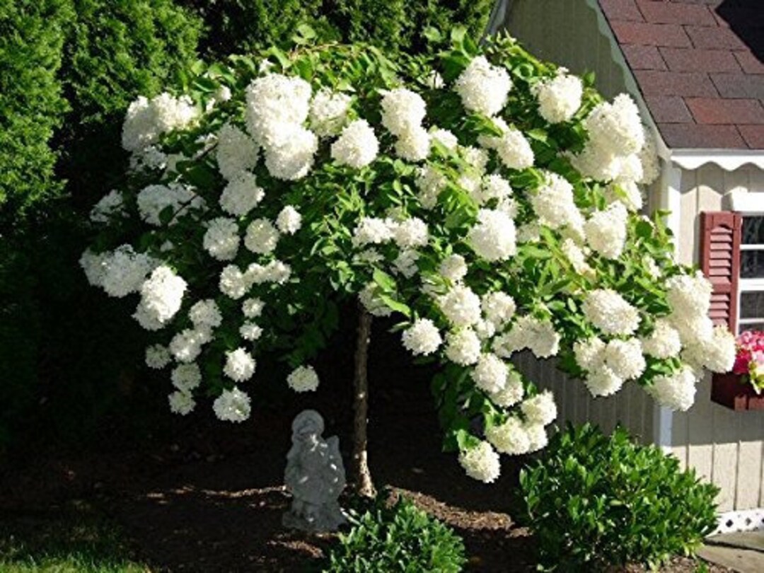 2 Pee Gee Hydrangeas Althea Trees, Beautiful White Flowering to