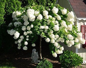 2 Pee gee hydrangeas Althea shrubs, beautiful white flowering to landscape 2ft tall