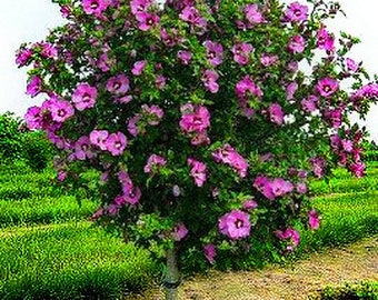 2 Pink rose of Sharon Althea tree 2ft tall beautiful addition to landscape