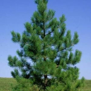 May include: A vibrant green pine tree with lush needles, set against a clear blue sky. The tree stands on a grassy area, showcasing its full, symmetrical form. The image captures the natural beauty of the evergreen.
