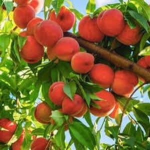 2 Red haven peach trees 3ft tall live trees