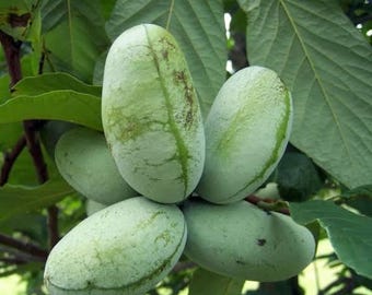 Pre-sale will ship mid October 1 Pawpaw tree 12-18 tall now live tree