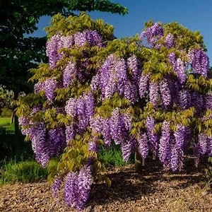 May include: A vibrant wisteria tree in full bloom, showcasing cascading clusters of purple flowers. The tree's green foliage contrasts with the lavender blooms, creating a visually appealing display. The tree is set against a blue sky.