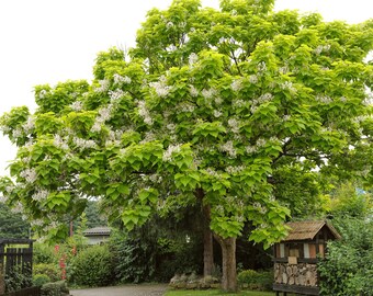 2 Northern Catalpa tree 2ft tall now