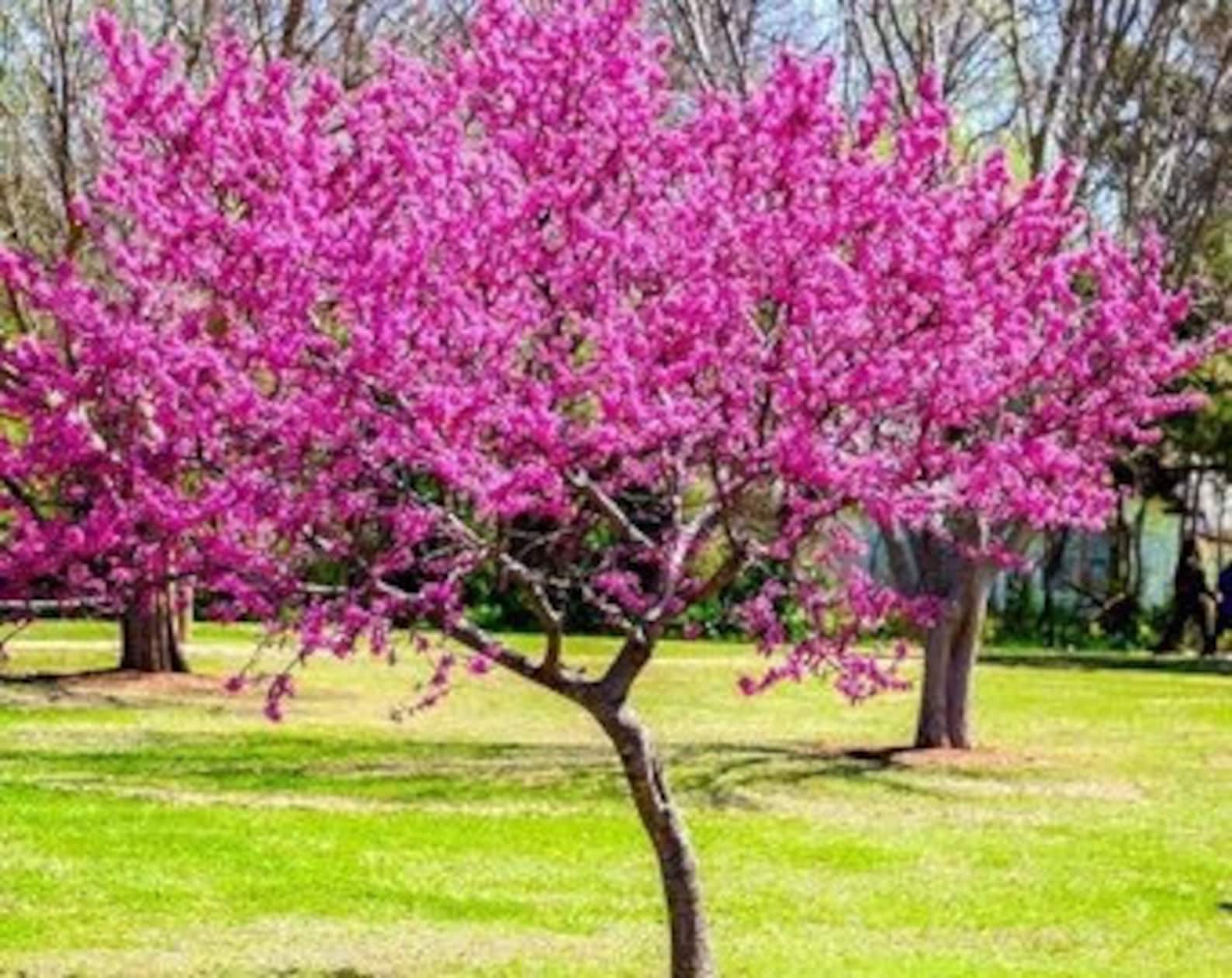 Eastern Red Bud Tree Heart Shaped Leaves 2ft Tall Now Etsy