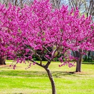 Red bud tree, heart shaped leaves 2ft tall now