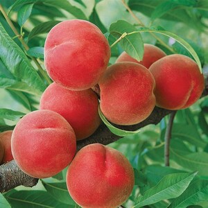 May include: A cluster of ripe peaches on a tree branch. The peaches are a vibrant red-orange color with a fuzzy texture. Green leaves surround the fruit, creating a natural and fresh scene. The peaches appear ready for harvest.