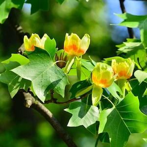 May include: Close-up of tulip-shaped yellow and orange flowers blooming on a tree branch with green leaves.