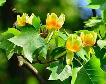 2 Tulip poplar trees, fast growing shade trees 2ft tall now live trees