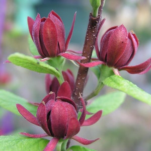 2 Sweet shrub, beautifully scented shrubs easy to grow