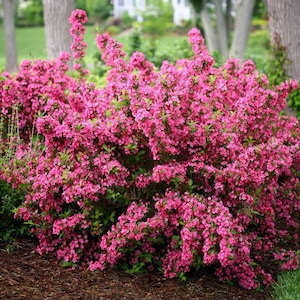 May include: A vibrant pink flowering bush with small, delicate blooms. The bush is in full bloom, creating a dense mass of pink flowers.