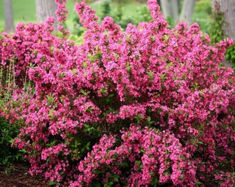 2 pink weigela shrubs , Continuous Bloom! 1-2 ft tall now live plants :)