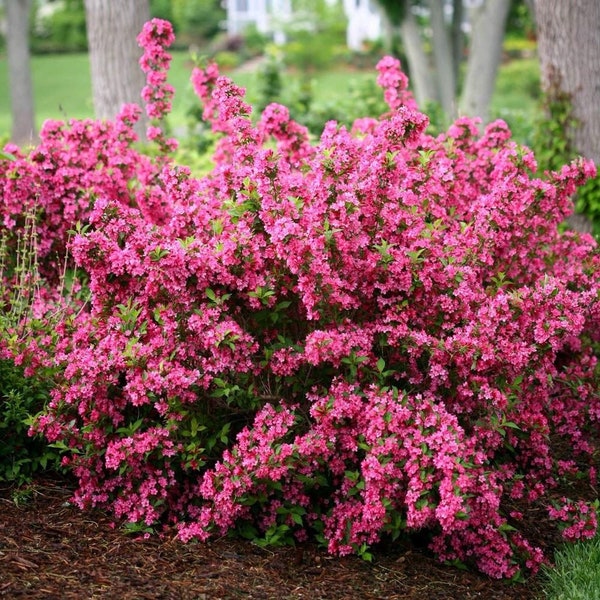 2 pink weigela shrubs , Continuous Bloom! 1-2 ft tall now live plants :)