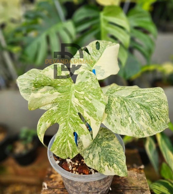 超希少】Monstera Legacy Variegata レガシー 【公式通販】