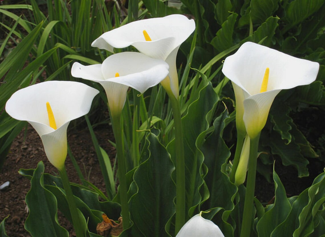 25 FRESH Calla Arum Lily / Zantedeschia Aethiopica Seeds | Etsy