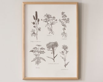 Herbarium Art / Botánica vintage / Efemérides botánica / Decoración de casa francesa / Decoración de casa inglesa / Impresión botánica antigua / imprimible
