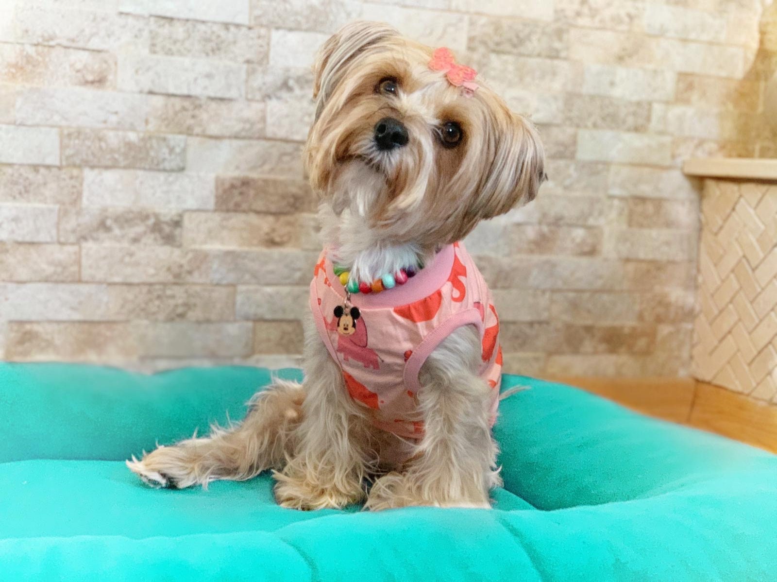 Cat & Dog Clothes Fun Designs Cute Travel Clothes Etsy