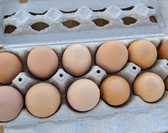 Purebred Buff Orpington Fertilized Eggs