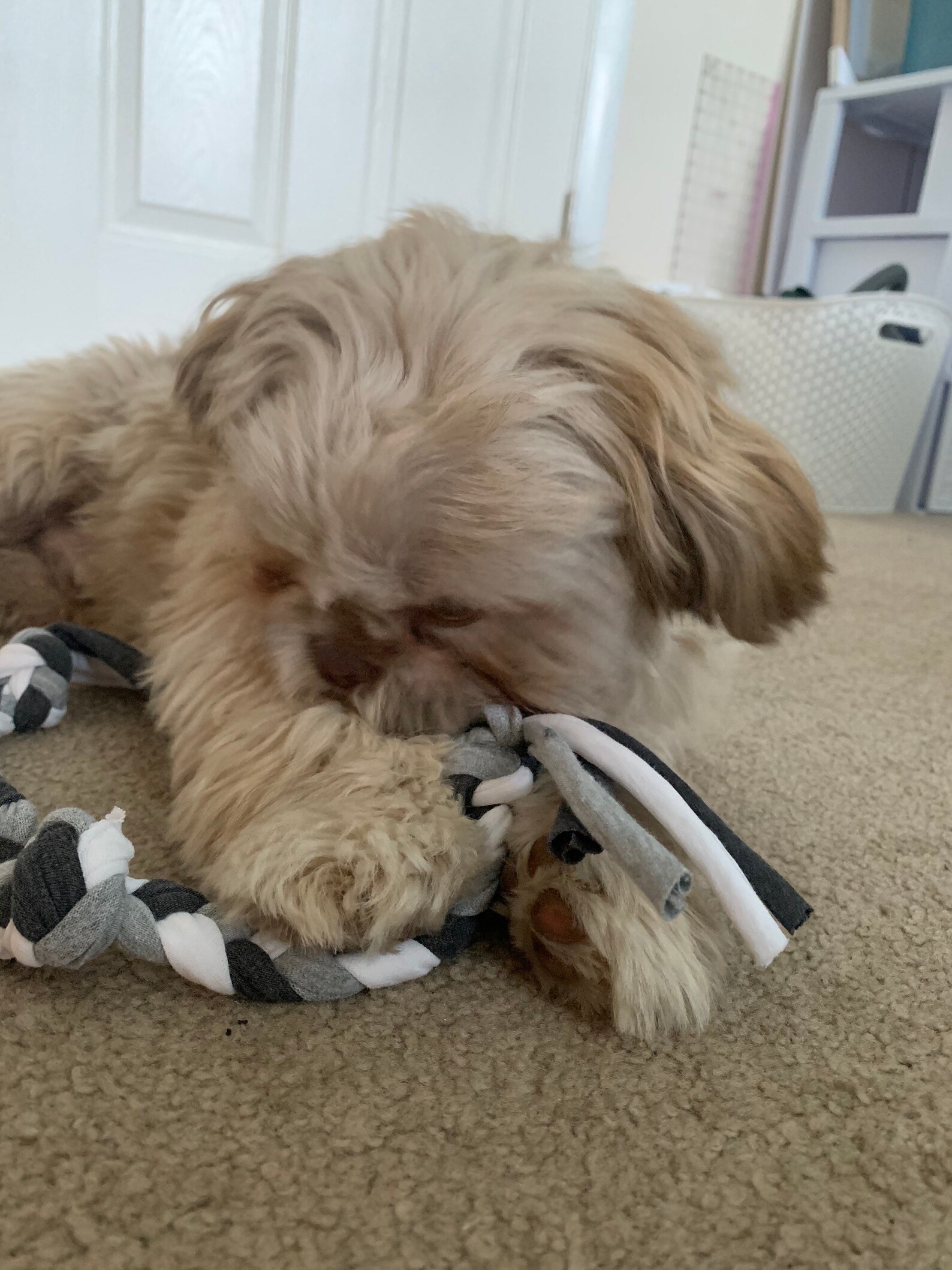 Soft and Stretchy Dog Toy made from cotton fabric animal Etsy