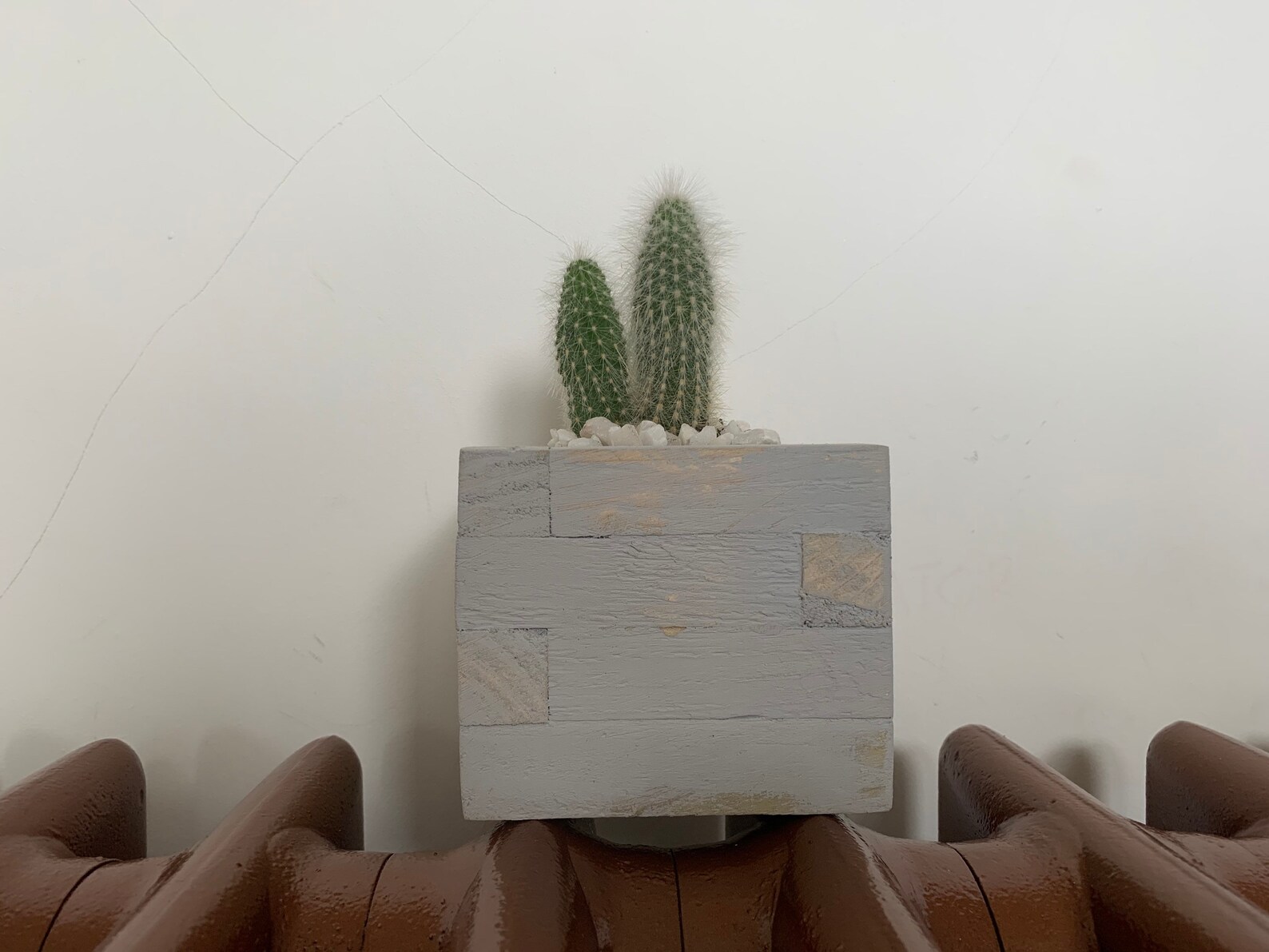 Blow my Bristle Live cactus planter gift box funny house