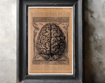 Impresión vintage de anatomía cerebral: póster con ilustración médica del cerebro humano, arte mural científico antiguo para oficina, clínica o estudio.