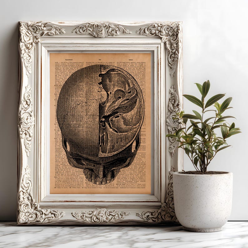 Skull Medical Illustration Print – Vintage Anatomy Wall Chart, Antique ...